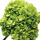 Hydrangea basil