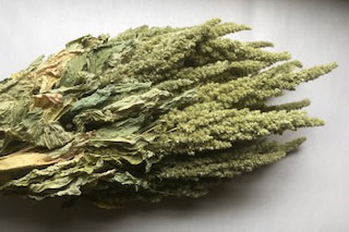 Amaranthus Green Upright ***out Of Stock***