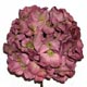 Hydrangea parch rose green