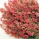 4 Oz Bunch Natural Pink Pepperberries (dried W/ Foliage)