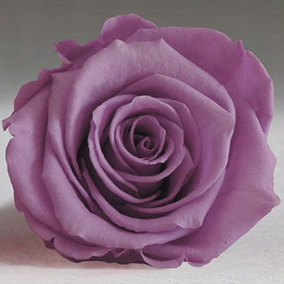 Ef Mini Roses Lavender  Vio-02 ***out Of Stock***