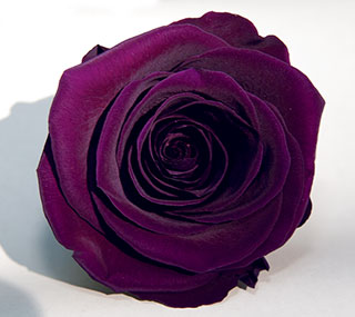 Rosehds Ef 4" Purple Pur- 01                    